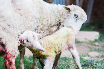 Fototapeta premium Tender mommy sheep with her newborn baby lamb dirty with blood.