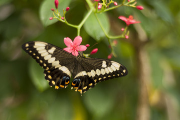 Beautiful Butterfly Landing on a Pink Flower - Horizontal