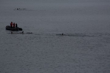 Whales in Antarctica