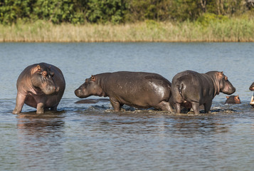 Hippopotamus , Kruger National Park , Africa