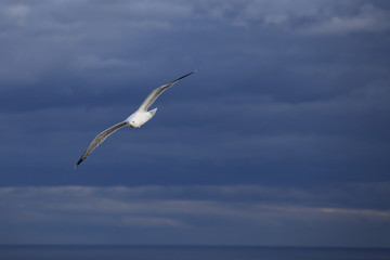 A flying seagull. Seabirds. A bird in flight. Live nature.