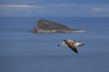 Naklejka premium A flying seagull. Seabirds. A bird in flight. Live nature.