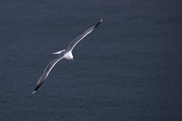 A flying seagull. Seabirds. A bird in flight. Live nature.