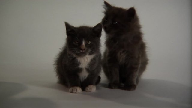 Cute kittens getting pet on a white background