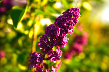 Selective focus of syringa vulgaris or lilac on blurred background