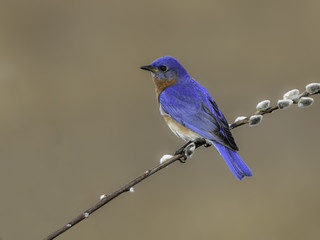 Eastern Bluebird Perched on Pussy Willow Branch