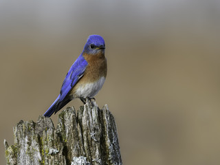 Male Eastern Bluebird Perched on Fence Post