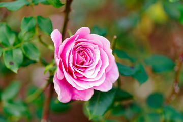 Pink color rose flower