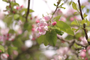 Flowering Garden Apple Tree (Pink Hue)