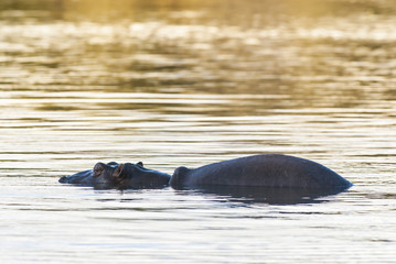 Hippopotamus , Kruger National Park , Africa