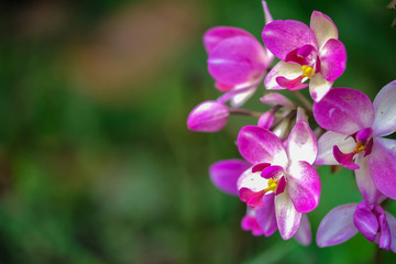 wild orchid with magenta pink color
