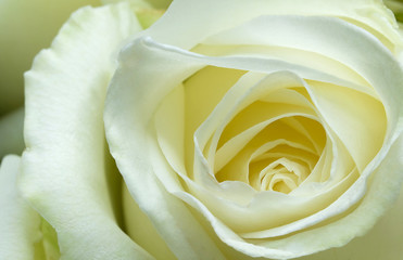 blooming white rose