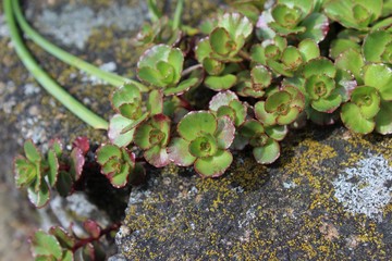 Sedum new green leaves in springtime