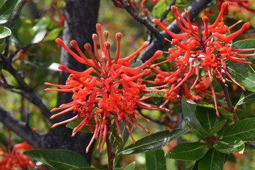 Flor del Notro o árbol de fuego, en la Patagonia Argentina
