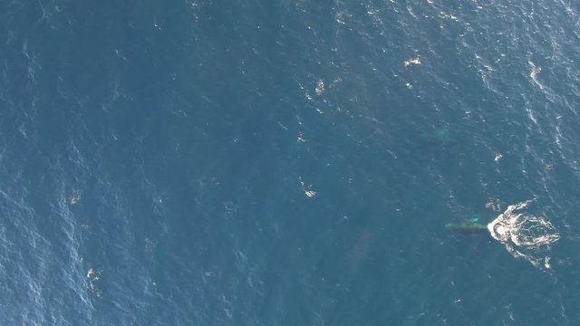 Humpback whale swimming in the ocean