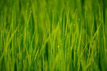 Fototapeta na wymiar morning dew on grass