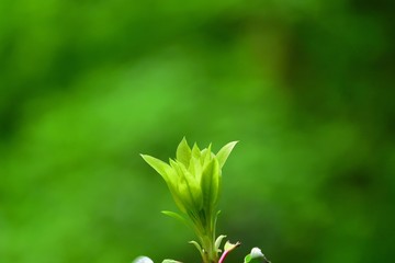 若葉の季節