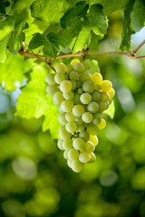 Green Grape Armenia fresh, green, isolated, bunch, berry, healthy, nature, summer, sweet, white, fruit, background, vine, autumn, dessert, diet, food