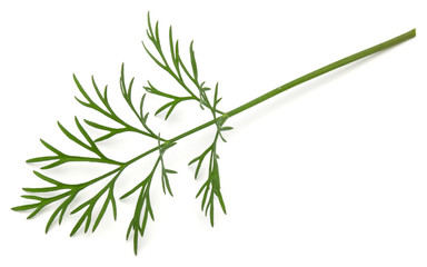 Obraz premium Close up shot of branch of fresh green dill herb leaves isolated on white background