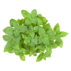 Fresh Greek basil herbs bouquet isolated on white background cutout. Top view.