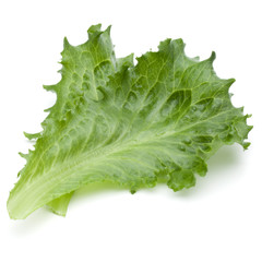 Close up studio shot of fresh green endive salad leaf isolated on white background.