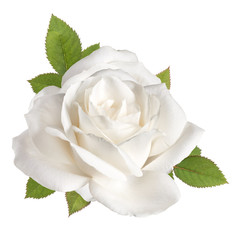 Obraz premium one white rose flower head with leaves isolated on white background cutout
