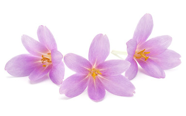 Naklejka na ściany i meble lilac crocus flowers isolated on white background