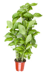 Naklejka premium Fresh sweet Genovese basil herbs growing in pot isolated on white background cutout. Flat, top view.