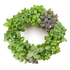 Varieties of basil round frame arrangement isolated on white background cutout. Top view.