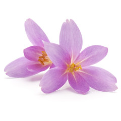lilac crocus flowers isolated on white background