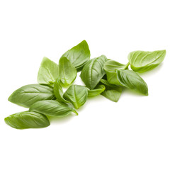 Sweet basil herb leaves handful isolated on white background closeup