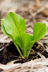 Green leaf seedling