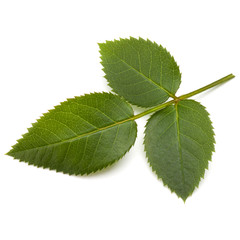 Green rose leaf isolated on white background cutout