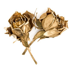 Obraz premium Two gold roses isolated on white background cutout. Golden dried flower heads, romance concept.