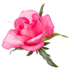 one pink rose flower isolated on white background cutout