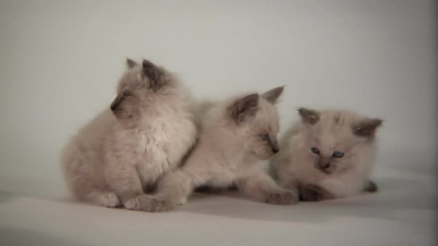 Three kittens sitting and playing together on a white background being cute