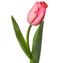 Fototapeta premium one pink tulip flower isolated on white background