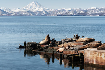 View of winter rookery Steller Sea Lion or Northern Sea Lion (Eumetopias Jubatus) on Pacific Coast. Avacha Bay, Petropavlovsk-Kamchatsky City, Kamchatka Peninsula, Russian Far East. © Alexander Piragis