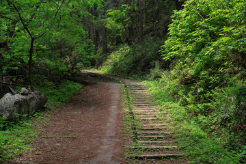 新緑の山道