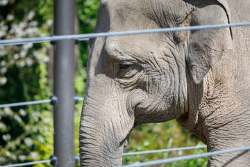 Fototapeta premium An elephant stands by the fence