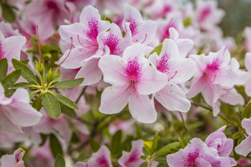 Flowers in Everland, South Korea