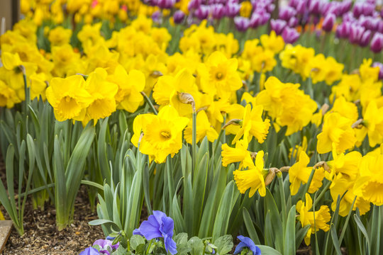 Flowers in Everland, South Korea