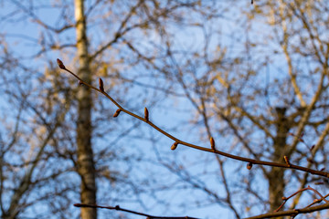 spring buds on trees