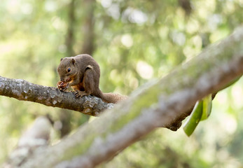 horizontal cropped Colored photo of an asian squirrel while eating its food on a tree branch with green nature blurry background