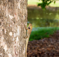 Vertical Cropped Colored Chameleon Agamids Changeable Lizard Calotes versicolor while crawling in a...