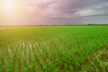 Beautiful Rice Field