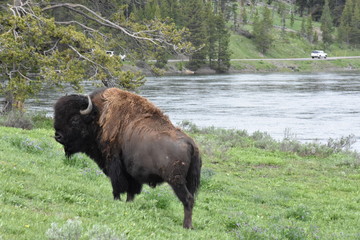 Bison, Yellowstone National Park, Buffalo, Wild Animals, Mammals, Nature, Grasslands, Mating, National Park, Wyoming