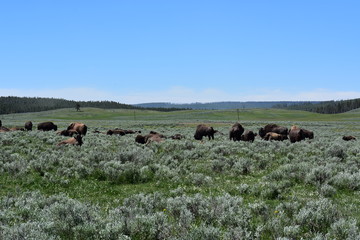 Bison, Yellowstone National Park, Buffalo, Wild Animals, Mammals, Nature, Grasslands, Mating, National Park, Wyoming