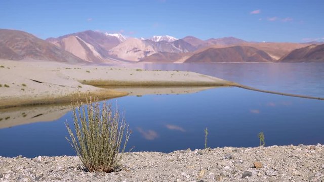 Green herb or succulent growing on rocky shore of gorgeous Pangong Tso lake against Himalaya mountain range on background. Beautiful nature of Himalayan highlands. Ladakh, India. Camera stays still.