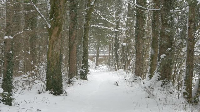 Snowy alley in the woods